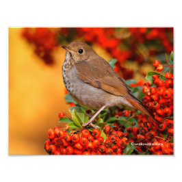 Hermit Thrush Songbird am Scarlet Firethorn Fotodruck