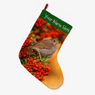 Hermit Thrush Songbird am Scarlet Firethorn Großer Weihnachtsstrumpf