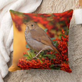 Hermit Thrush Songbird am Scarlet Firethorn Kissen
