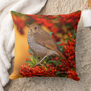 Hermit Thrush Songbird am Scarlet Firethorn Kissen