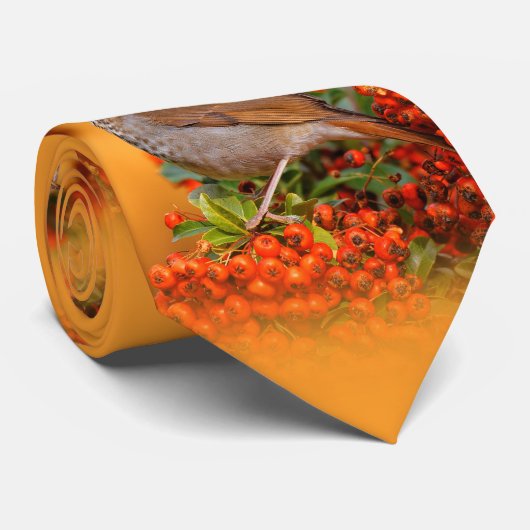 Hermit Thrush Songbird am Scarlet Firethorn Krawatte (Gerollt)