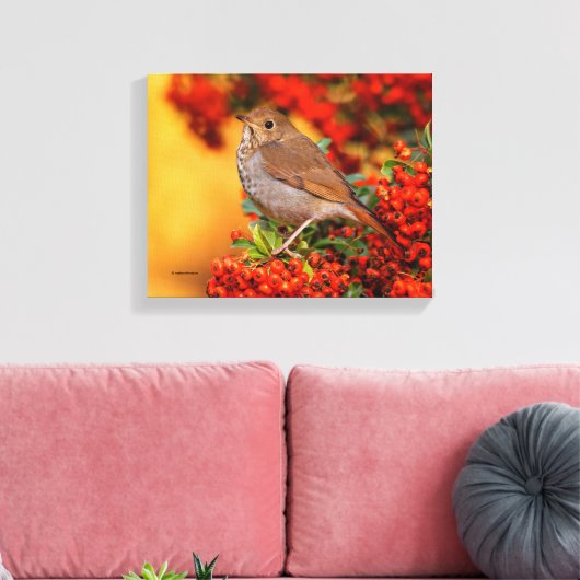 Hermit Thrush Songbird am Scarlet Firethorn Leinwanddruck (Insitu (Wohnzimmer))