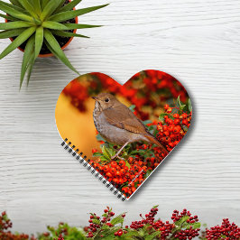 Hermit Thrush Songbird am Scarlet Firethorn Notizblock