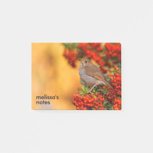 Hermit Thrush Songbird am Scarlet Firethorn Post-it Klebezettel