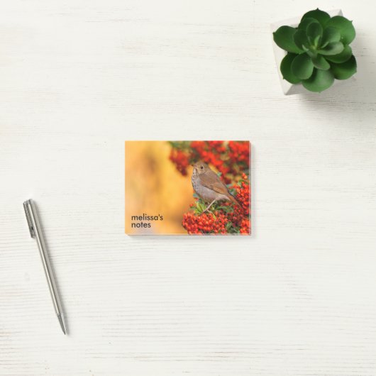 Hermit Thrush Songbird am Scarlet Firethorn Post-it Klebezettel (Büro)