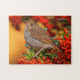 Hermit Thrush Songbird am Scarlet Firethorn Puzzle
