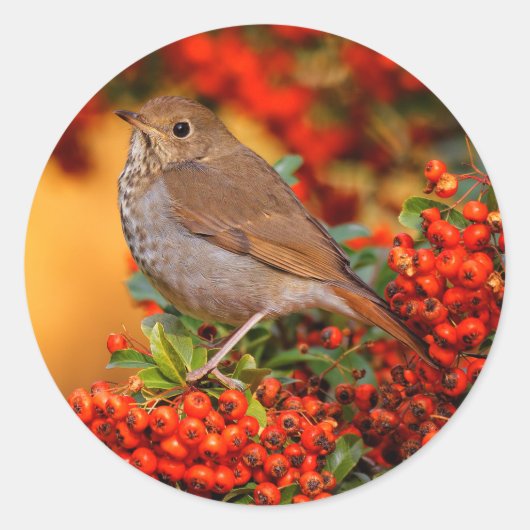 Hermit Thrush Songbird am Scarlet Firethorn Runder Aufkleber (Vorderseite)