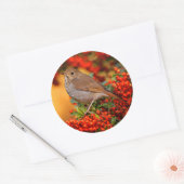 Hermit Thrush Songbird am Scarlet Firethorn Runder Aufkleber (Umschlag)