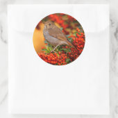 Hermit Thrush Songbird am Scarlet Firethorn Runder Aufkleber (Tasche)
