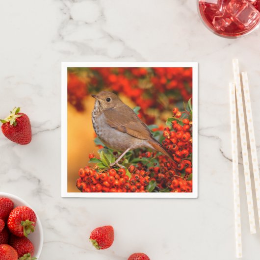 Hermit Thrush Songbird am Scarlet Firethorn Serviette (Beispiel)