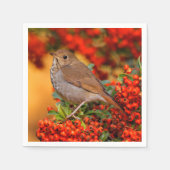 Hermit Thrush Songbird am Scarlet Firethorn Serviette (Vorderseite)