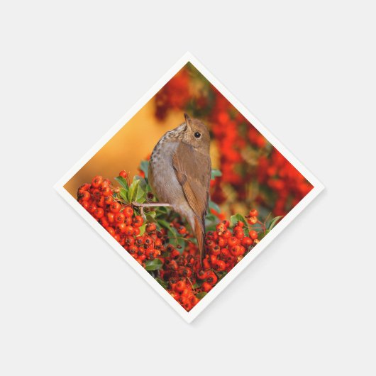 Hermit Thrush Songbird am Scarlet Firethorn Serviette (Ecke)