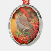 Hermit Thrush Songbird am Scarlet Firethorn Silbernes Ornament (Links)