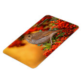 Hermit Thrush Songbird auf Scarlet Firethorn Magnet (Linke Seite)