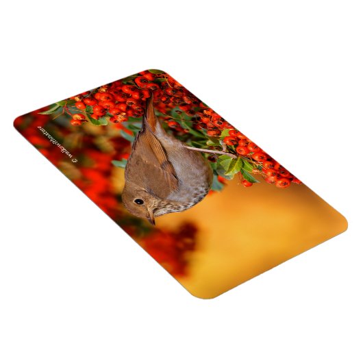 Hermit Thrush Songbird auf Scarlet Firethorn Magnet (Rechte Seite)
