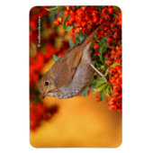 Hermit Thrush Songbird auf Scarlet Firethorn Magnet (Vertikal)