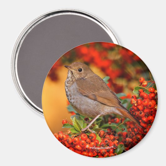 Hermit Thrush Songbird auf Scarlet Firethorn Magnet (Vorderseite/Rückseite)