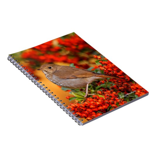 Hermit Thrush Songbird auf Scarlet Firethorn Notizblock (Rechte Seite)