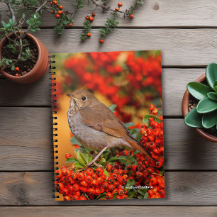 Hermit Thrush Songbird auf Scarlet Firethorn Notizblock