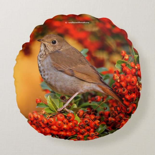 Hermit Thrush Songbird auf Scarlet Firethorn Rundes Kissen (Vorderseite)