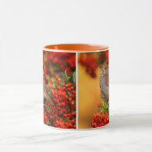 Hermit Thrush Songbird auf Scarlet Firethorn Tasse (Zentrum)