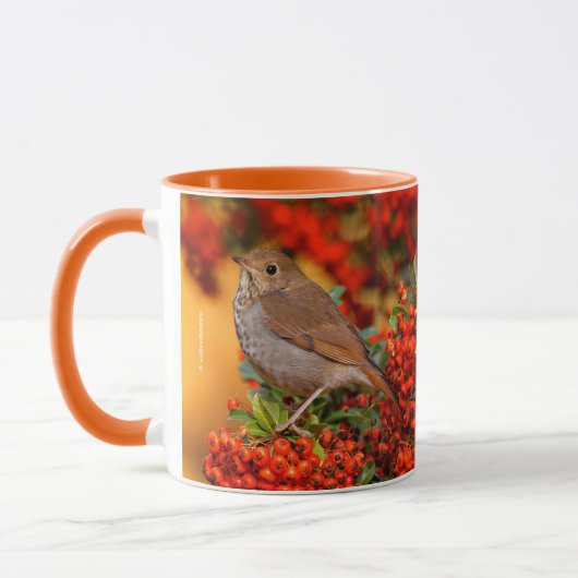 Hermit Thrush Songbird auf Scarlet Firethorn Tasse (Links)