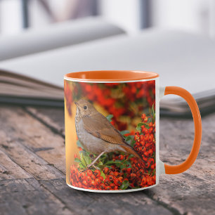 Hermit Thrush Songbird auf Scarlet Firethorn Tasse