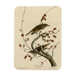 Hermit Thrush von Audubons Vögeln in Amerika Magnet