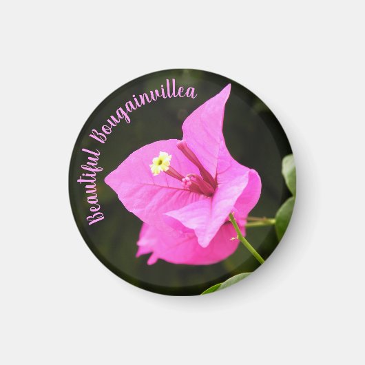 Hermosa Bugambilia Magnet (Vorne)