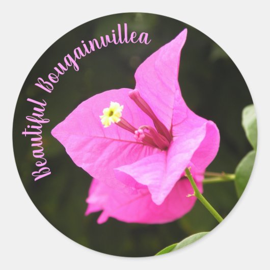 Hermosa Bugambilia Runder Aufkleber (Vorderseite)