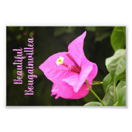 Hermosa Buganbilia Fotodruck
