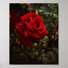 Hermoso Póster de rosas rojas Poster