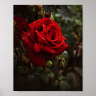 Hermoso Póster de rosas rojas Poster