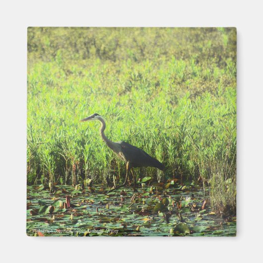 Heron 6449 magnet (Vorne)