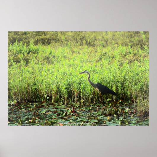 Heron 6449 poster (Vorne)