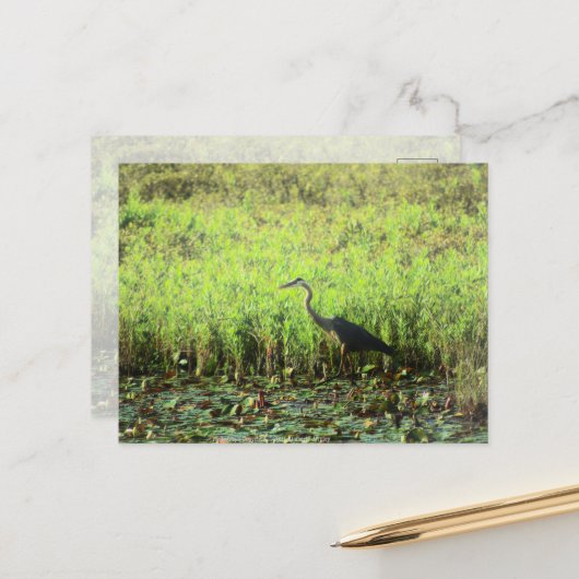 Heron 6449 postkarte (Vorderseite/Rückseite Beispiel)