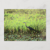 Heron 6449 postkarte (Vorderseite)