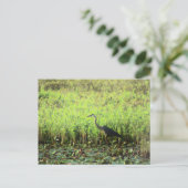 Heron 6449 postkarte (Stehend Vorderseite)