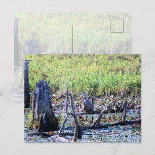 Heron 6467 postkarte