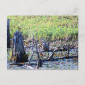 Heron 6467 postkarte (Vorderseite)