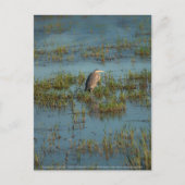 Heron 6937 postkarte (Vorderseite)