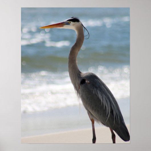 Heron am Strand Farbe 16x20 Poster (Vorne)