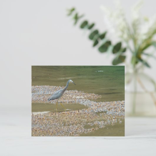 Heron and baby crabs Narooma, Australien Postkarte (Stehend Vorderseite)