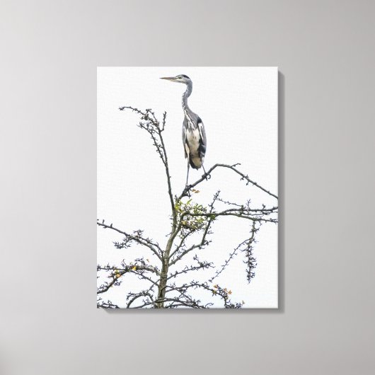 Heron auf Baumaussicht Leinwand drucken (Vorderseite)