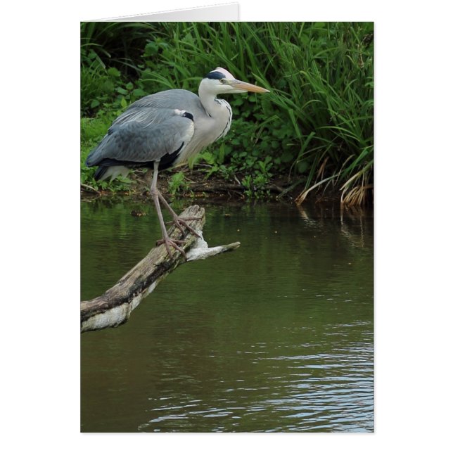 Heron auf Zweig (Vorne)