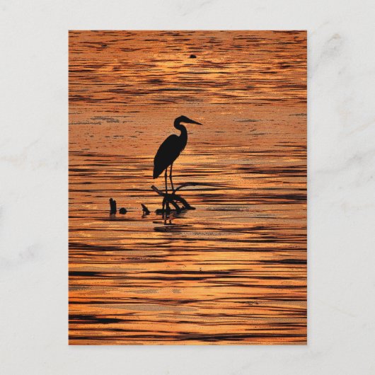 Heron bei Sunset Postkarte (Vorderseite)