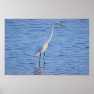 Heron Bird Foto Poster