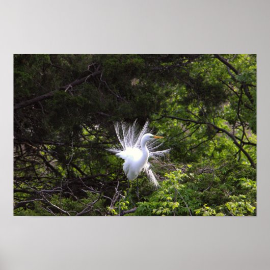 Heron Bird in Tree Poster (Vorne)