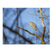 Heron Cendri Fotodruck (Vorne)