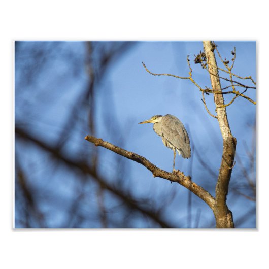 Heron Cendri Fotodruck (Vorne)